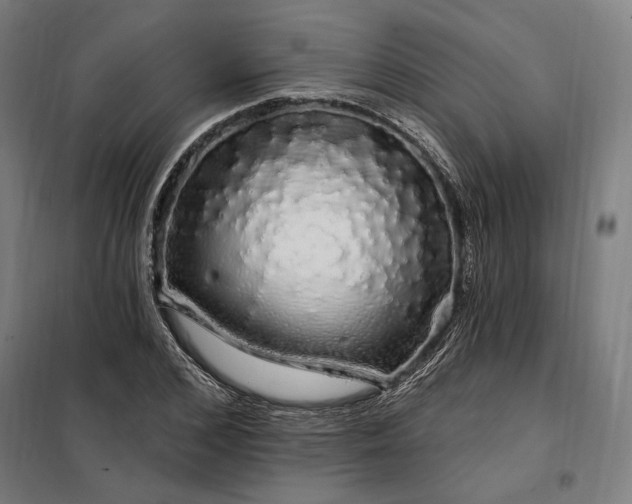 X0000097990976200804021005