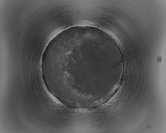 X0000097990990200804021005