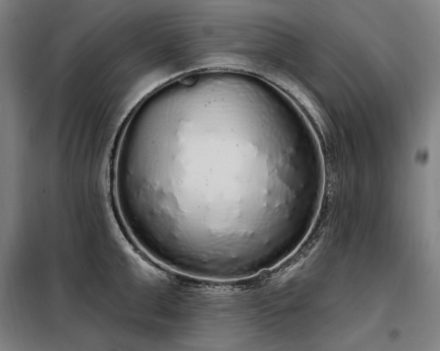 X0000097990999200804021004