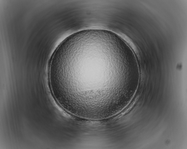 X0000097991006200804021004