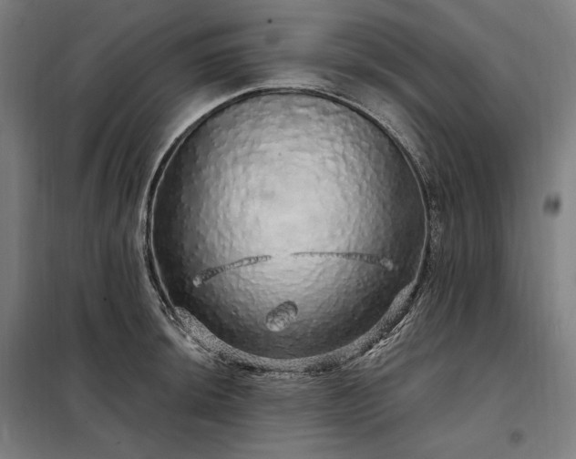 X0000097991044200804021004