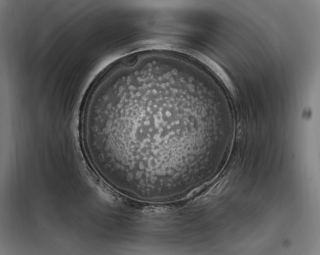 X0000097991051200804021004