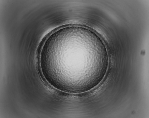 X0000097991070200804021003