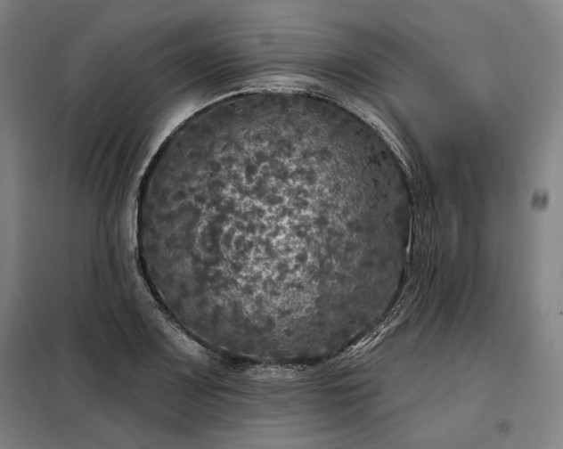 X0000097991083200804021003