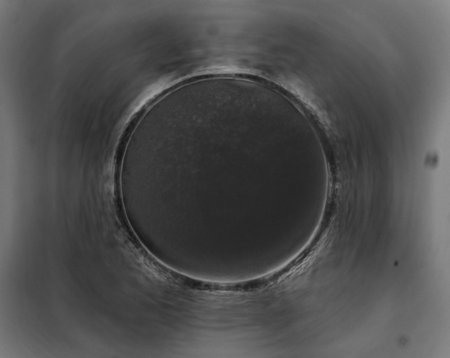 X0000097991173200804021002