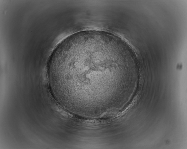 X0000097991215200804021001