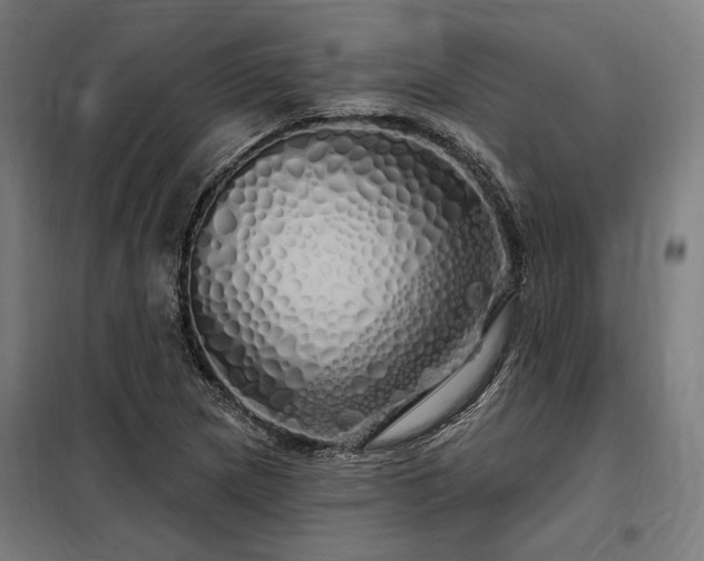 X0000097991217200804021001