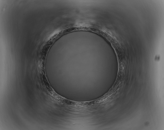 X0000097991254200804021001