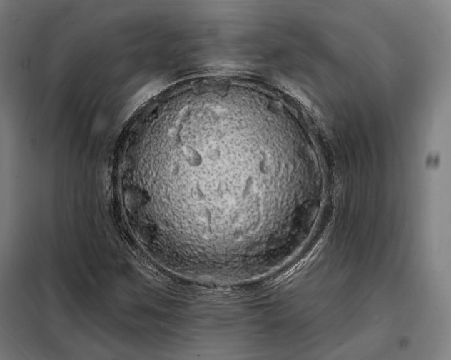 X0000097991259200804021000
