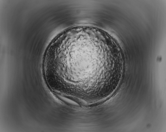 X0000097991333200804020959