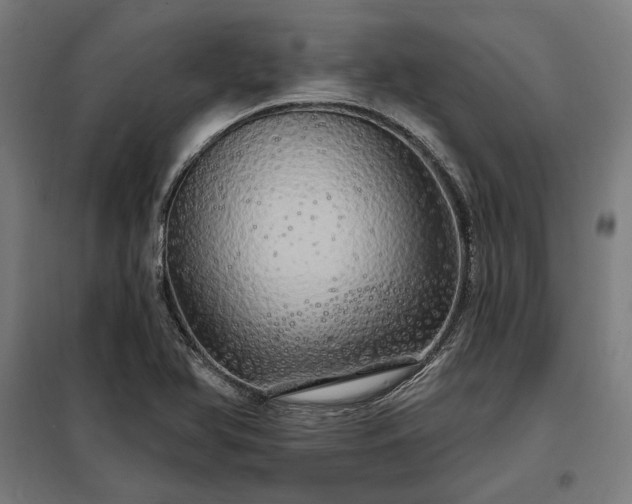 X0000097991366200804020959