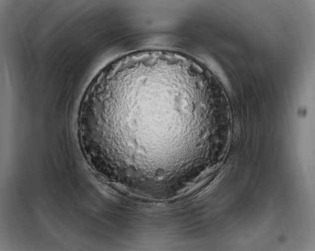 X0000097991435200804020958