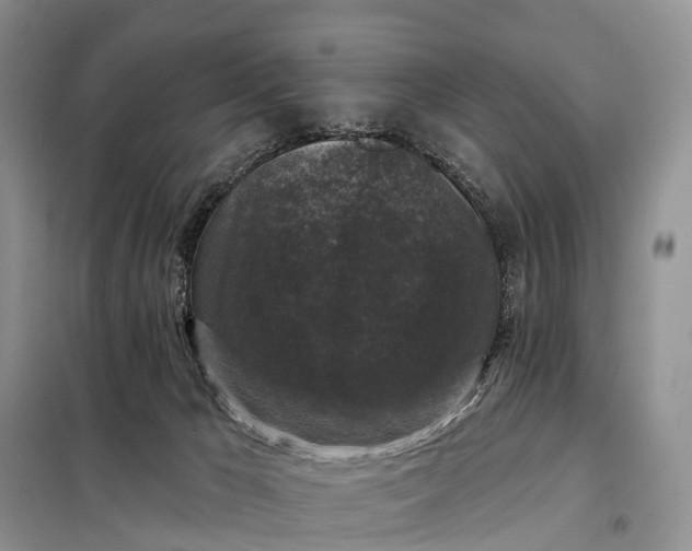 X0000097990029200804071203