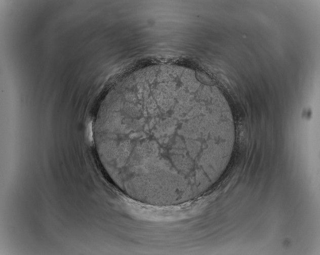X0000097990042200804071203