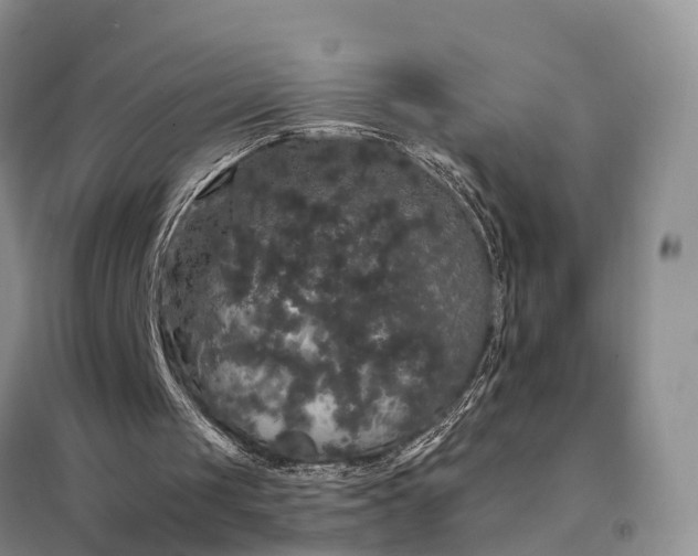 X0000097990049200804071203