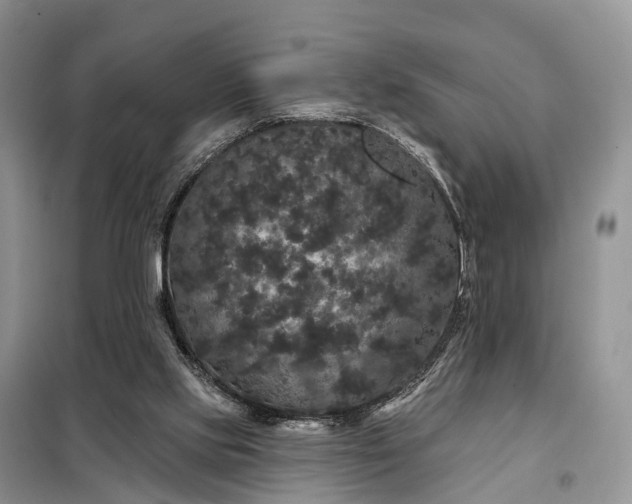 X0000097990061200804071203