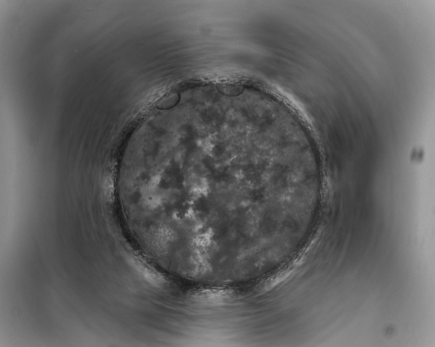 X0000097990065200804071203