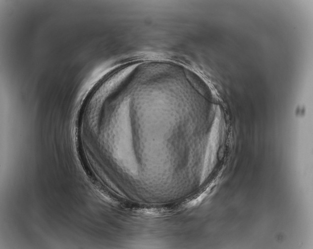 X0000097990103200804071202