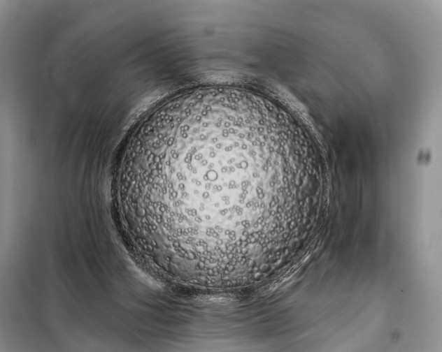 X0000097990106200804071202