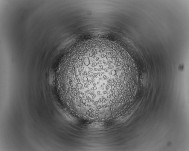 X0000097990138200804071202