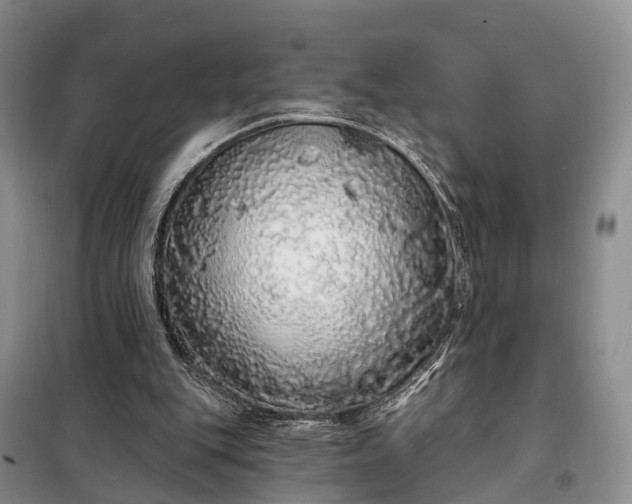 X0000097990151200804071201