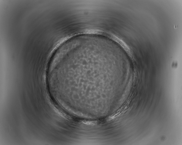 X0000097990155200804071201