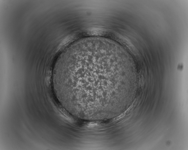 X0000097990171200804071201