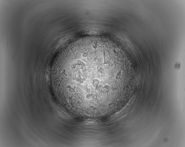 X0000097990175200804071201
