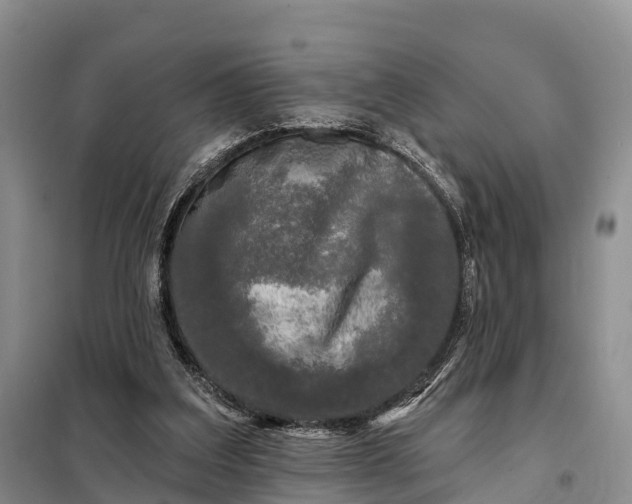 X0000097990203200804071201