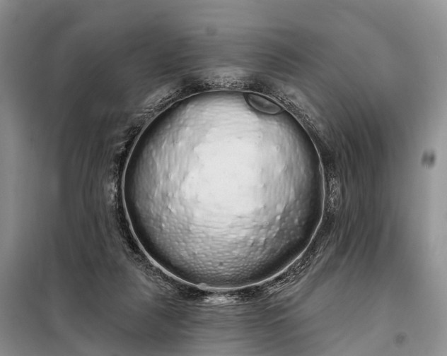 X0000097990259200804071159
