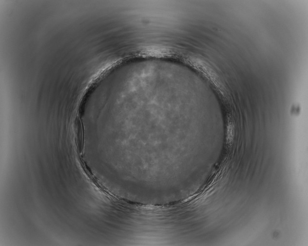 X0000097990444200804071156