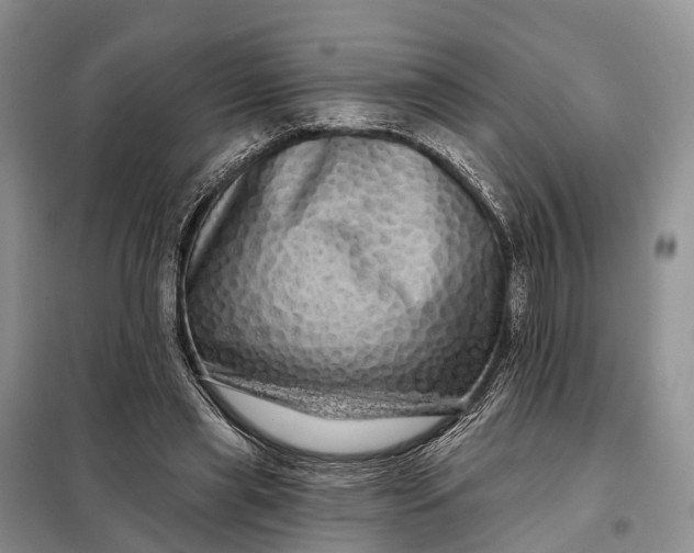 X0000097990445200804071156