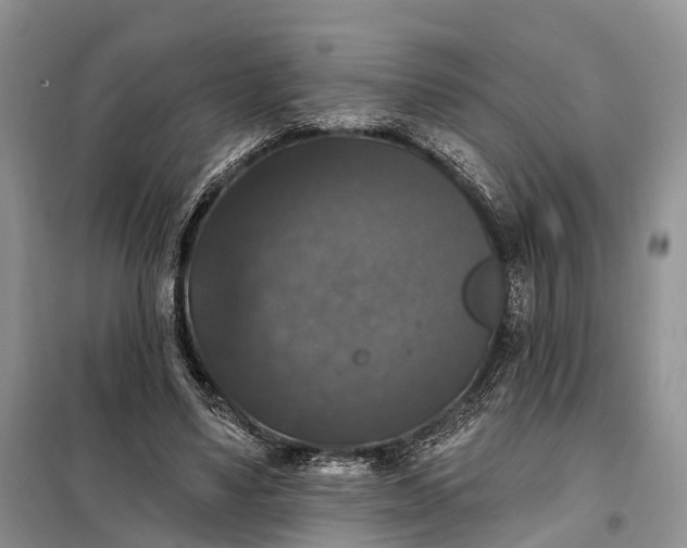 X0000097990491200804071155