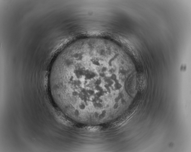 X0000097990495200804071155