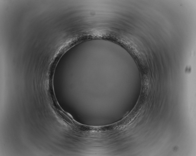X0000097990496200804071155