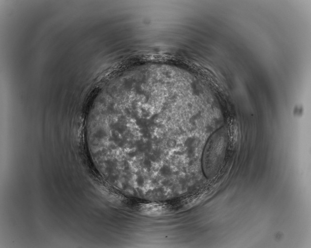 X0000097990511200804071155