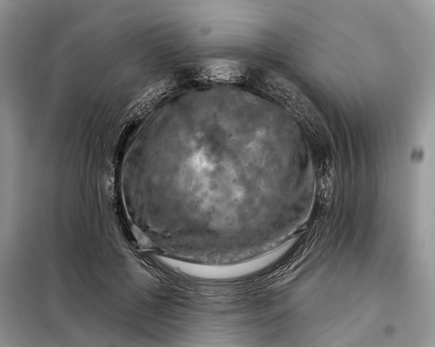 X0000097990552200804071154