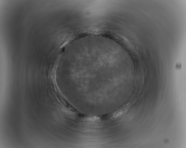 X0000097990576200804071155