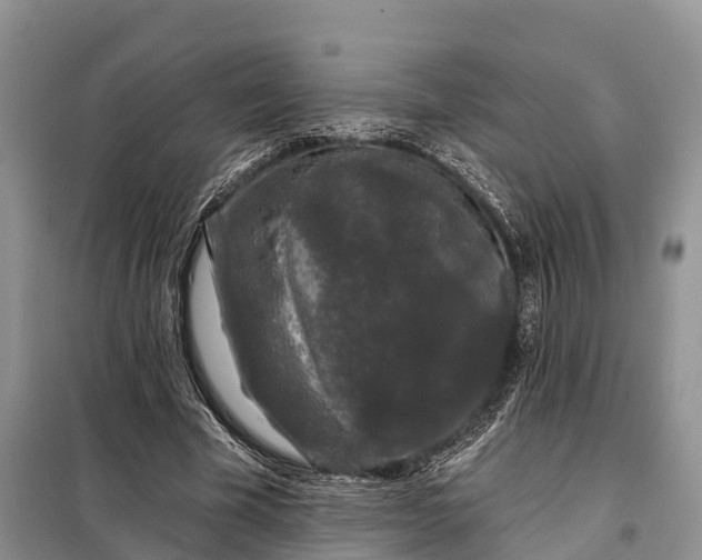 X0000097990585200804071154