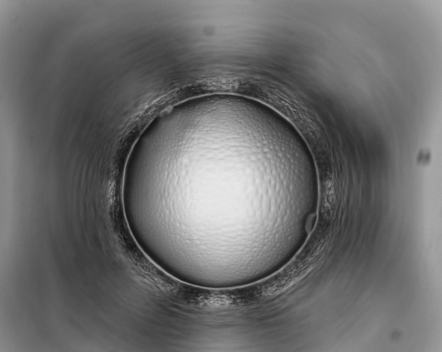 X0000097990600200804071154