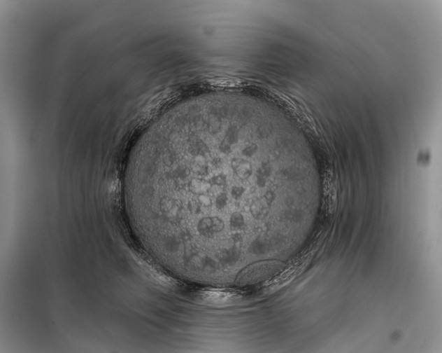 X0000097990614200804071153