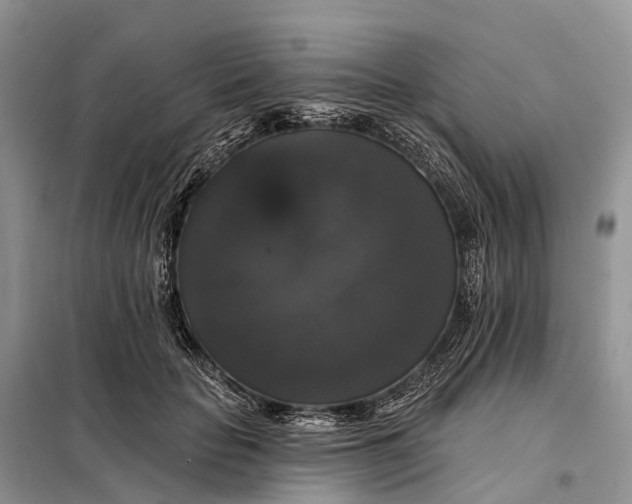X0000097990653200804071153