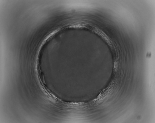 X0000097990724200804071151