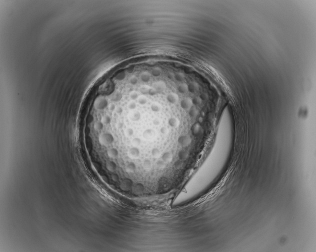 X0000097990780200804071150