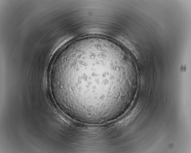 X0000097990782200804071150