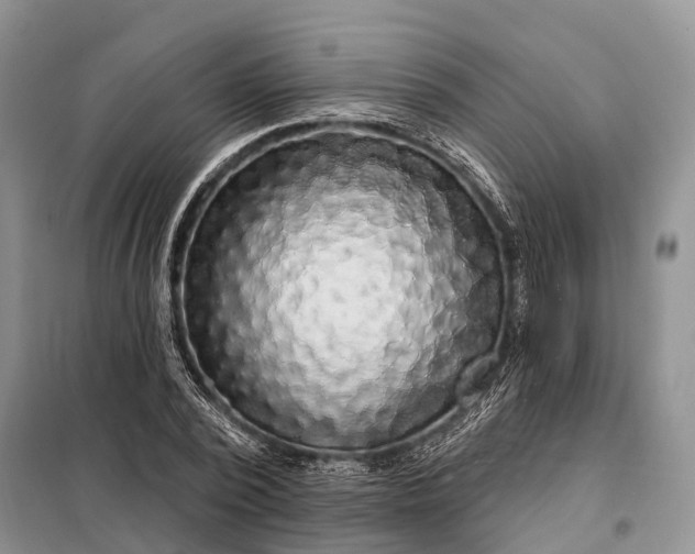X0000097990784200804071150
