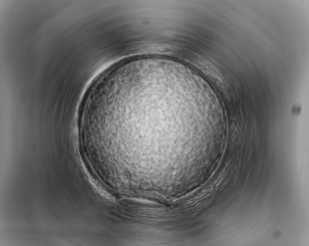 X0000097990792200804071150