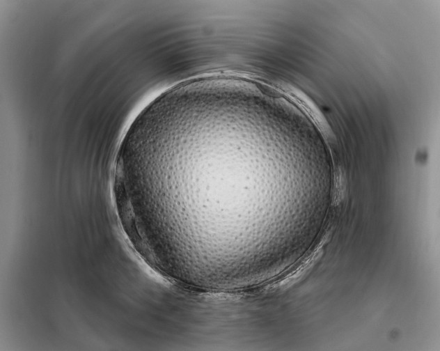 X0000097990812200804071150