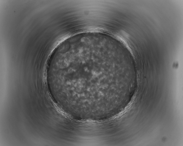 X0000097990827200804071149