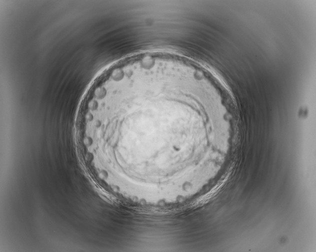 X0000097990832200804071149